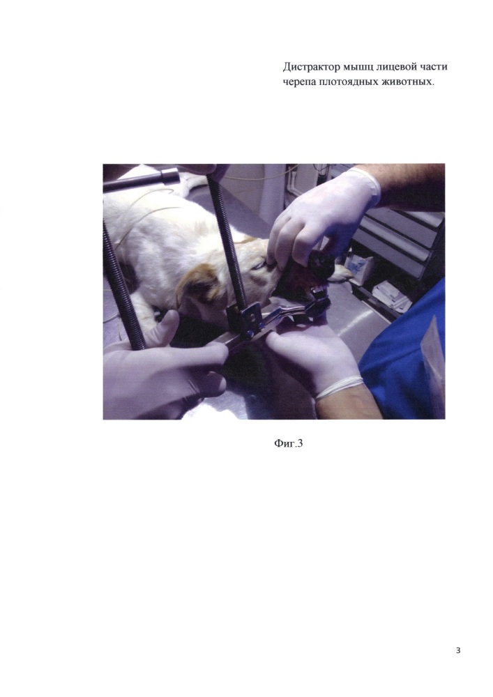 Дистрактор мышц лицевой части черепа плотоядных животных (патент 2629251)