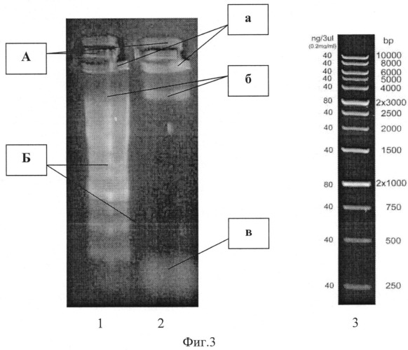 Способ идентификации синегнойной палочки pseudomonas aeruginosa (патент 2540501)