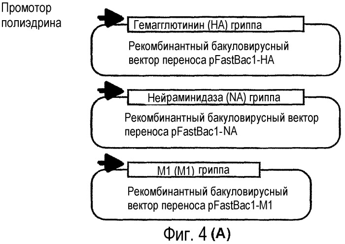 Эффективные вирусоподобные частицы (vlps) гриппа (патент 2369405)