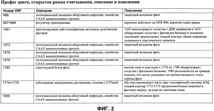 Полинуклеотиды и полипептиды фага φ-mru, и их применение (патент 2520738)