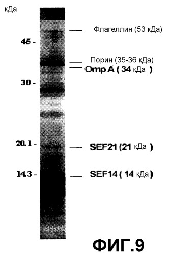 Композиция, стимулирующая иммунный ответ, содержащая наночастицы на основе сополимера метилвинилового эфира малеинового ангидрида (патент 2379028)