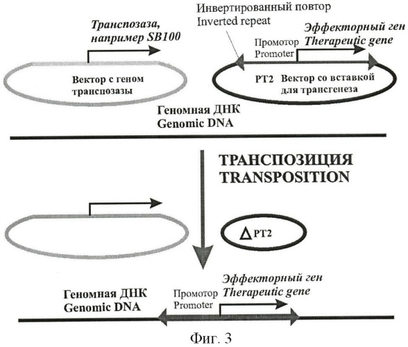 Средство для генной терапии злокачественных опухолей (патент 2447150)