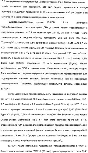 Продуцирование il-21 в прокариотических клетках-хозяевах (патент 2354703)