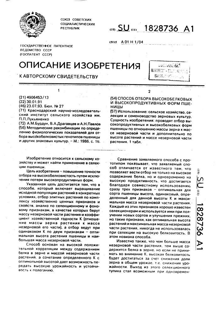 Способ отбора высокобелковых и высокопродуктивных форм пшеницы (патент 1828736)