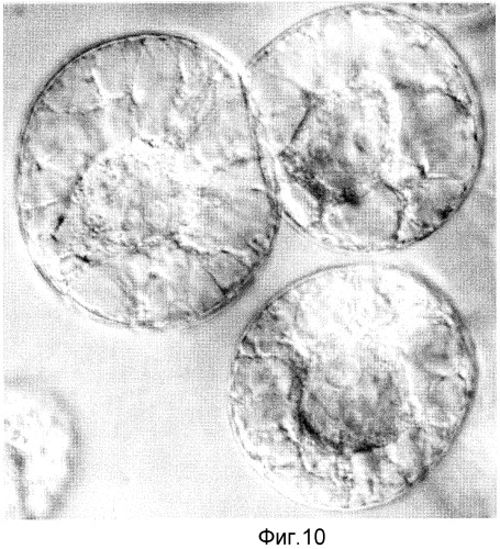 Способы in vitro для создания и поддержания линий растительных клеток в виде отдельных клеток в суспензии с интактными клеточными стенками и их трансформации (патент 2451744)