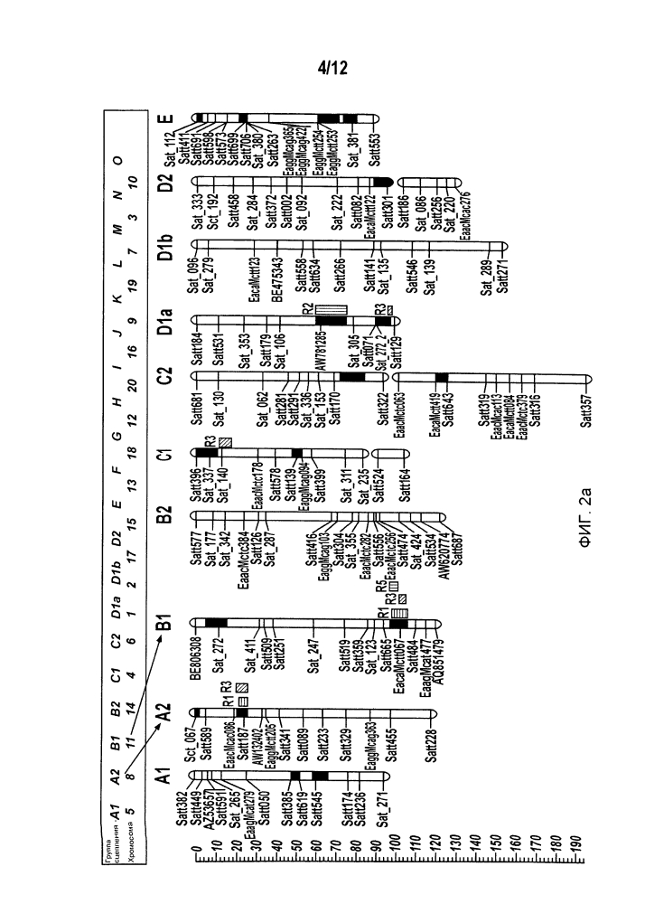 Маркеры, сцепленные с устойчивостью растений сои к scn (патент 2620973)