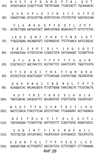 Молекула нуклеиновой кислоты, кодирующая hpv31 l1, экспрессирующий вектор, клетка-хозяин, вирусоподобная частица и способ ее получения, вакцина, фармацевтическая композиция и способы с их использованием (патент 2356943)