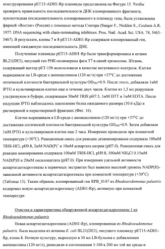 Бактерия семейства enterobacteriaceae - продуцент l-аспарагиновой кислоты или метаболитов, производных l-аспарагиновой кислоты, и способ получения l-аспарагиновой кислоты или метаблитов, производных l-аспарагиновой кислоты (патент 2472853)