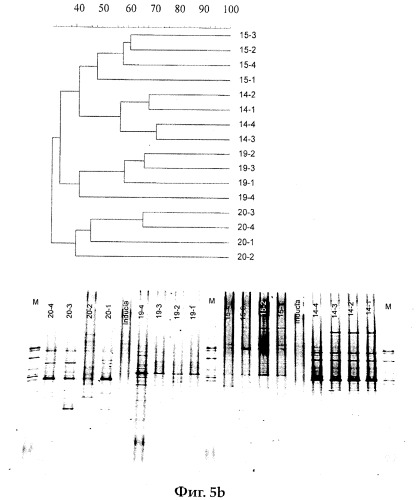 Изолированный штамм микроорганизма lactobacillus plantarum inducia dsm 21379 в качестве пробиотика, усиливающего врожденный иммунитет организма, продукт и композиция, содержащие упомянутый микроорганизм, и применение упомянутого микроорганизма для изготовления лекарственного средства, которое усиливает клеточный иммунитет (патент 2486234)