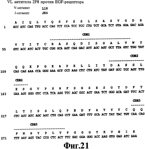 Человеческие моноклональные антитела к рецептору эпидермального фактора роста (egfr), способ их получения и их использование, гибридома, трансфектома, трансгенное животное, экспрессионный вектор (патент 2335507)