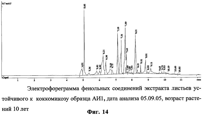 Способ определения устойчивых к коккомикозу форм вишни и черешни (патент 2316951)