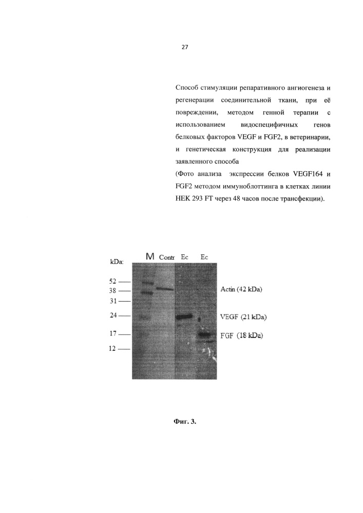 Способ стимуляции репаративного ангиогенеза и регенерации соединительной ткани, при её повреждении, методом генной терапии с использованием видоспецифичных генов белковых факторов vegf и fgf2, в ветеринарии, и генетическая конструкция для реализации заявленного способа (патент 2614665)