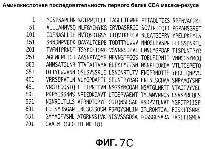 Слитые белки карциноэмбрионального антигена (патент 2380375)