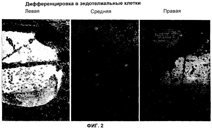 Дедифференцированные программируемые стволовые клетки моноцитарного происхождения и их получение и применение (патент 2333243)