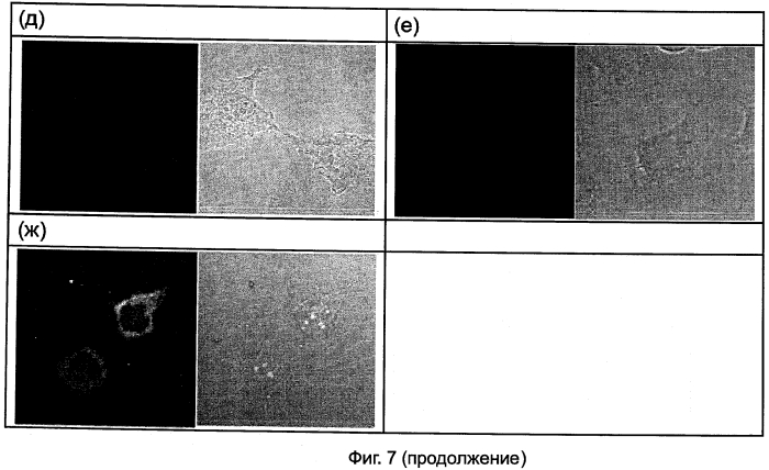 Производные пептидо-нуклеиновых кислот с хорошей клеточной пенетрацией и сильной аффинностью к нуклеиновой кислоте (патент 2564032)