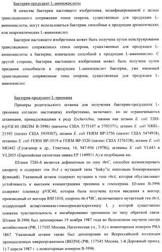 Способ конструирования оперонов, содержащих трансляционно сопряженные гены (патент 2411292)