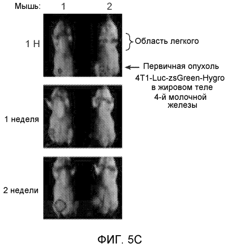 Ингибирование метастазирования опухоли при помощи антагонистов bv8 или g-csf (патент 2567803)