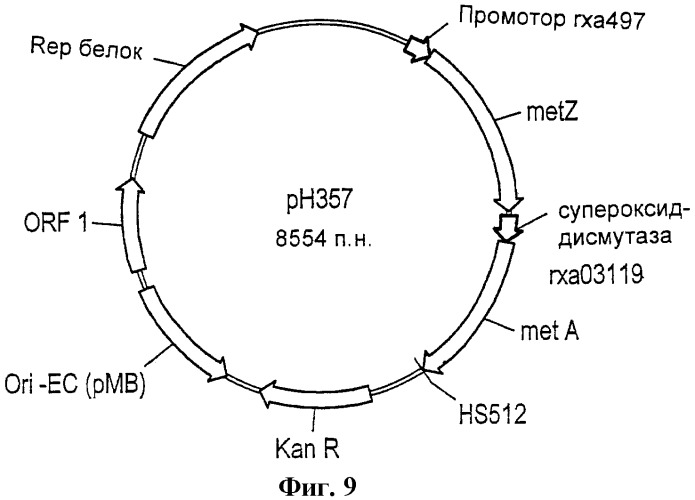 Рекомбинантные микроорганизмы, продуцирующие метионин (патент 2447146)