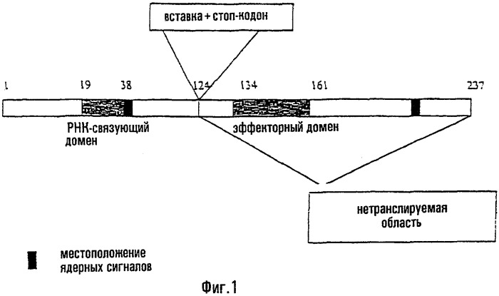 Рекомбинантные вирусы гриппа а (патент 2280690)