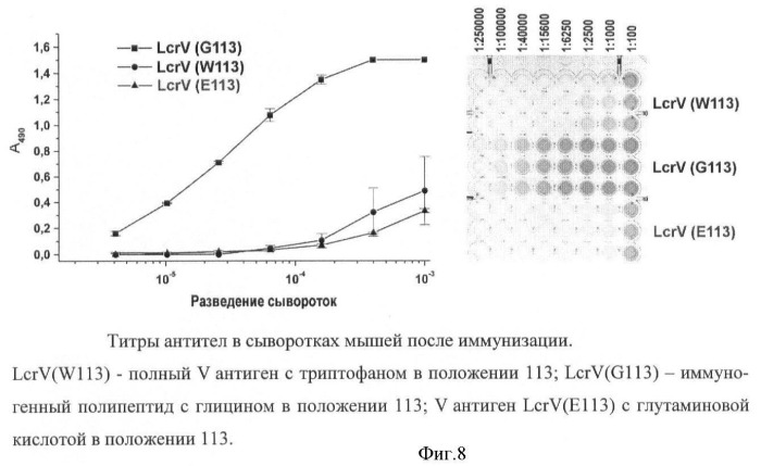 Нуклеотидная последовательность, кодирующая иммуногенный полипептид lcrv(g113), вызывающий защитный иммунный ответ против yersinia pestis; рекомбинантная плазмидная днк petv-i-3455, кодирующая иммуногенный полипептид lcrv(g113); рекомбинантный штамм escherichia coli bl21(de3)/petv-i-3455 - продуцент иммуногенного полипептида lcrv(g113); полипептид lcrv(g113) и способ его получения (патент 2439155)