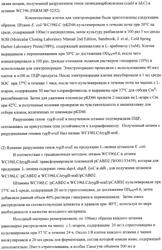 Способ получения l-аминокислот с использованием бактерии, принадлежащей к роду escherichia, в которой инактивирован один или несколько генов, кодирующих малые рнк (патент 2395567)