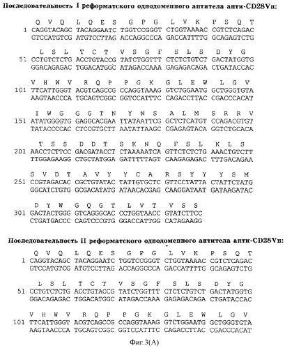 Одноцепочечное цикличное триспецифическое антитело (патент 2355705)