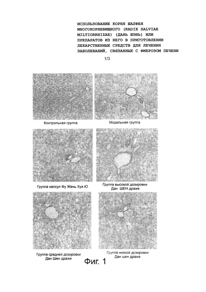 Использование корня шалфея многокорневищного (radix salviae miltiorrhizae) (дань шэнь) или препаратов из него в приготовлении лекарственных средств для лечения заболеваний, связанных с фиброзом печени (патент 2623147)