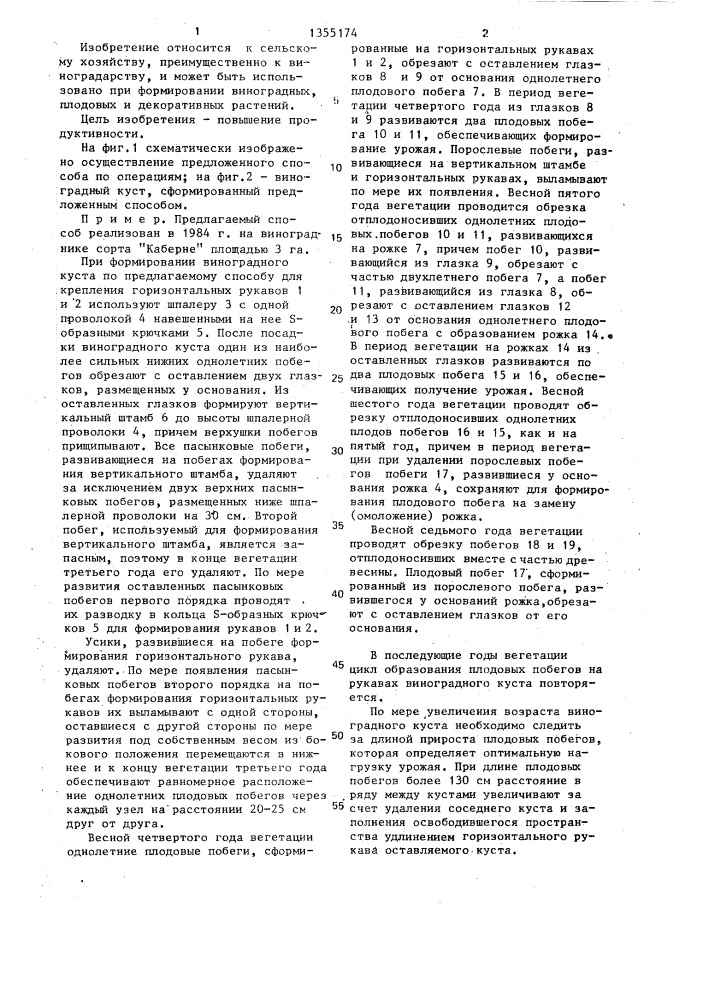 Способ формирования виноградного куста (патент 1355174)