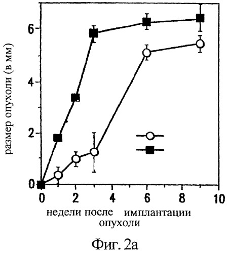 Способы ингибирования роста опухолей головного мозга с помощью антагонистов интегринов (патент 2377017)