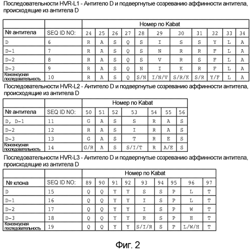 Антитела против notch2 и способы их применения (патент 2580029)