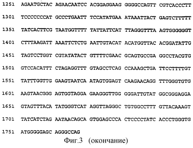 Цирковирус свиней типа ii и его применение (патент 2283862)