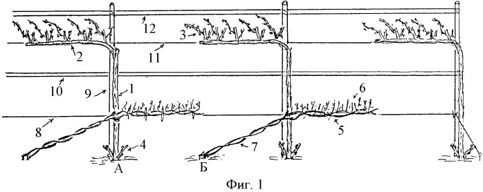 Способ ведения виноградных насаждений (патент 2351118)