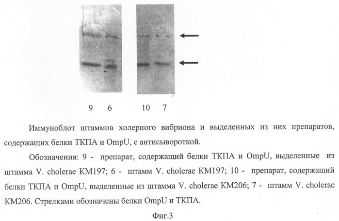 Способ выделения белков токсин-корегулируемых пилей адгезии и ompu холерного вибриона классического биовара (патент 2324740)