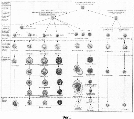 Способ лечения онкологических заболеваний (патент 2490028)