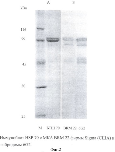 Штамм гибридных культивируемых клеток животных mus musculus 6g2 - продуцент моноклональных антител, специфичных к белку теплового шока 70 (патент 2380413)