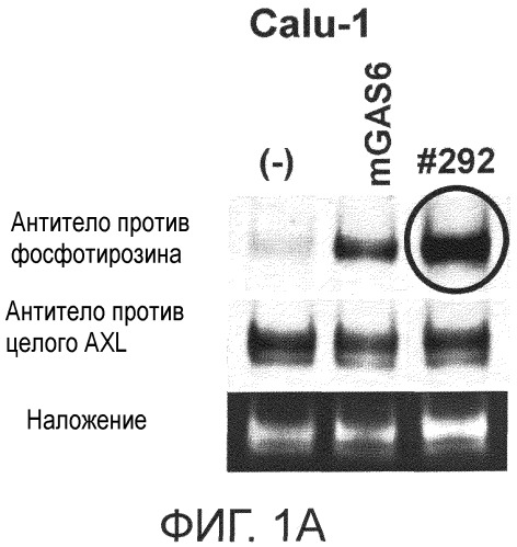 Моноклональные антитела, способные связываться с белком axl, и их применение (патент 2559530)