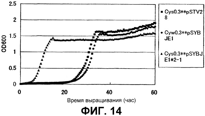 Бактерия - продуцент l-аминокислоты и способ получения l-аминокислоты (варианты) (патент 2316588)