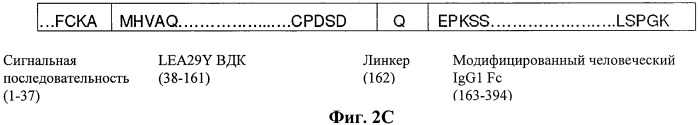 Иммуносупрессорные полипептиды и нуклеиновые кислоты (патент 2506275)