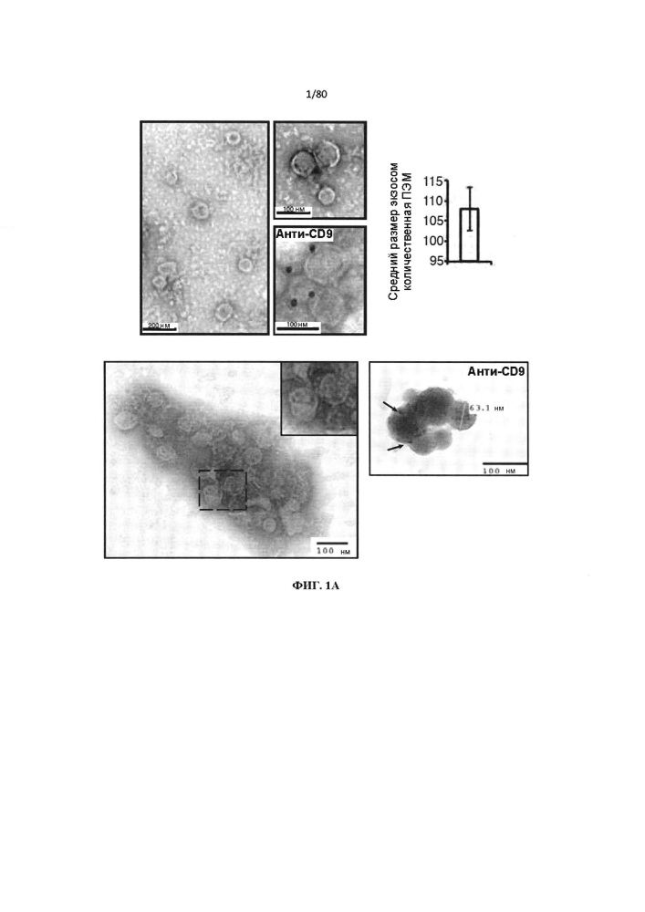 Использование биогенеза микрорнк в экзосомах для диагностики и лечения (патент 2644247)