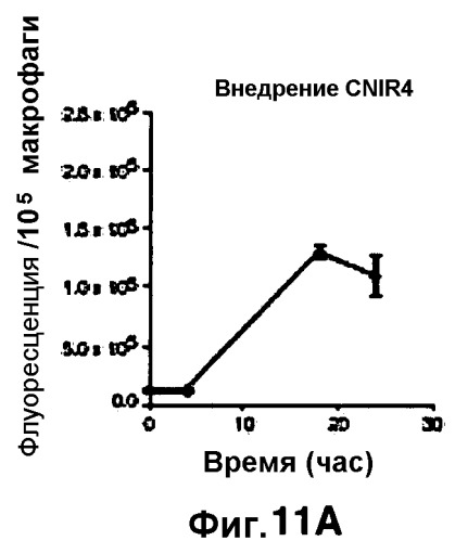 Применение бактериальной бета-лактамазы для диагностики in vitro и визуализации, диагностики и лечения in vivo (патент 2520661)