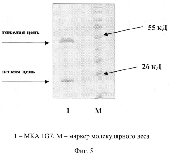 Штамм гибридных клеток животных mus musculus 1g7 - продуцент моноклональных антител, специфичных к ботулиническому токсину типа в (патент 2571208)