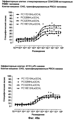 Pscaxcd3, cd19xcd3, c-metxcd3, эндосиалинxcd3, epcamxcd3, igf-1rxcd3 или fap-альфаxcd3 биспецифическое одноцепочечное антитело с межвидовой специфичностью (патент 2547600)