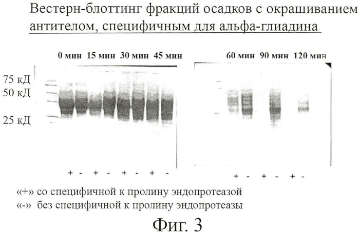 Пищевой продукт, содержащий специфичную к пролину протеазу, способ его производства и его применение для расщепления токсичных или аллергенных пептидов глютена (патент 2446210)