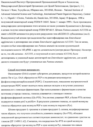 Способ получения l-аминокислот с использованием бактерии, принадлежащей к роду escherichia (патент 2312893)