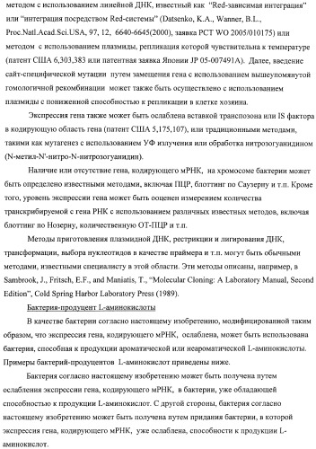 Способ получения l-аминокислот с использованием бактерии, принадлежащей к роду escherichia, в которой инактивирован один или несколько генов, кодирующих малые рнк (патент 2395567)