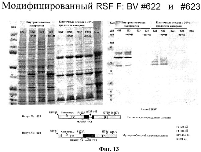 Модифицированные f протеины sv и способы их применения (патент 2531510)