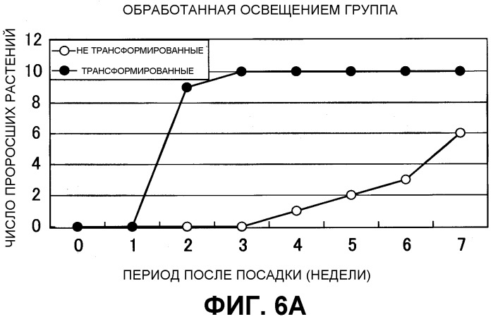 Растение, характеризующееся уменьшенным периодом покоя, и способ продукции указанных растений (патент 2298034)