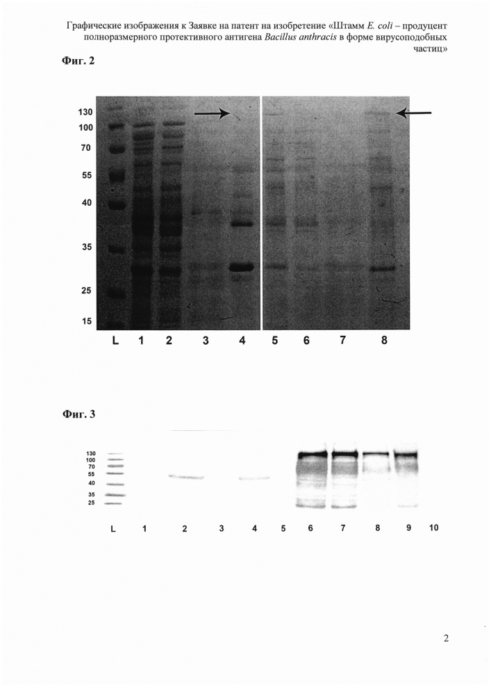 Штамм e.coli - продуцент полноразмерного протективного антигена bacillus anthracis в форме вирусоподобных частиц (патент 2633504)