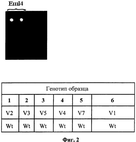 Способ анализа транслокаций eml4-alk, ассоциированных с чувствительностью рака легкого к противоопухолевой таргетной терапии (патент 2509153)