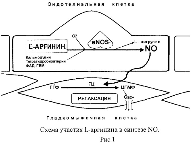 Композиция, обладающая эндотелиопротекторным, вазодилатирующим и ангиопротекторным эффектом (патент 2464019)